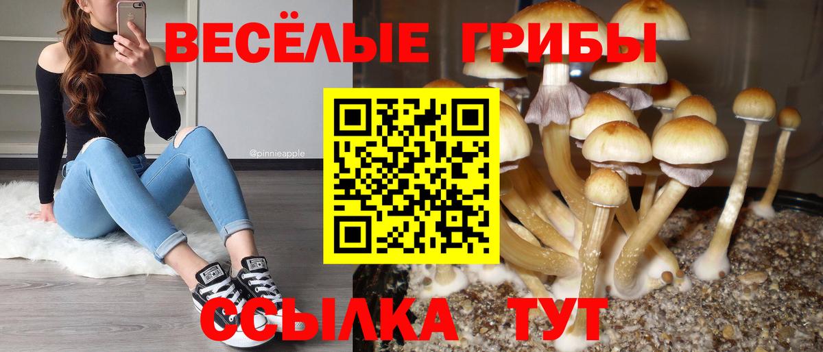 Псилоцибиновые грибы GOLDEN TEACHER Звенигород